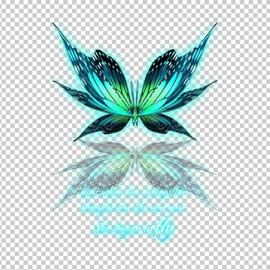BUTTERFLY 17